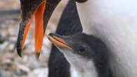 VIDÉO - Voyage aux Malouines : les manchots et les albatros de New Island