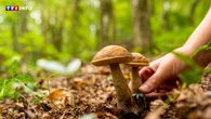 VIDÉO - Cueillette des champignons : comment éviter l'intoxication ?
