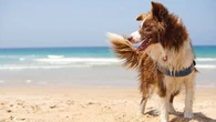 Ce que vous devez savoir avant d'emmener votre chien à la plage