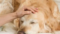 Faut-il consulter rapidement le vétérinaire si mon chien présente une boule sous la peau ?