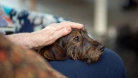 Animaux de compagnie autorisés dans les Ehpad : les questions qui se posent