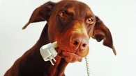 Votre maison est truffée de dangers pour votre chien : voici ceux qui menacent le plus sa santé