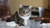 Comment empêcher mon chat de monter sur la table ?