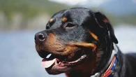 "On l'a retrouvé devant chez lui, à 1.200 kilomètres" : comment les animaux de compagnie perdus réussissent-ils à retrouver leur chemin ? Une vétérinaire répond