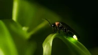 Pourquoi vous avez intérêt à préserver les lucioles de votre jardin