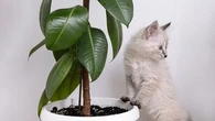 Pourquoi mon chat s'en prend à mes plantes et que faire pour qu'il arrête ? La réponse des vétérinaires