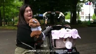 Japon : le pays où le chien est roi