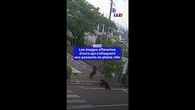 Japon : les images effarantes des ours qui s'attaquent aux passants en pleine ville
