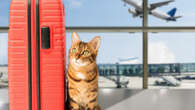 Comment bien se préparer à prendre le train ou l'avion avec un animal de compagnie