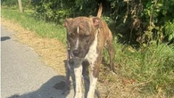 Bouches-du-Rhône : à bord de sa voiture, il traîne sa chienne sur des centaines de mètres et l'abandonne sur la route