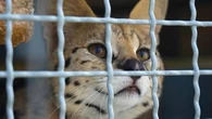 "S'il tombe sur un enfant, il le dévore" : l'inquiétant fléau du trafic d'animaux sauvages