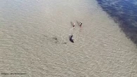 VIDÉO - "Il fallait que je reste à distance" : un père et son fils sauvent un grand requin blanc sur une plage australienne