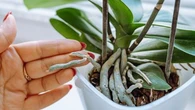 Leur couleur vous indique leur état de forme : que faire des racines de mes orchidées qui semble d'échapper du pot ?