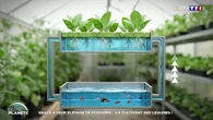 Grâce à leur élevage de poissons… ils cultivent des légumes !