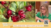 Ça ira mieux demain : Chaleur, jambes lourdes... l'hibiscus, la plante qui fait du bien