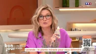 Ça ira mieux demain : Lavande, la plante miracle pour vous détendre