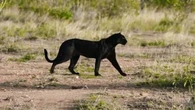 VIDÉO - Kenya : les images exceptionnelles d'une panthère noire, rarissime en Afrique