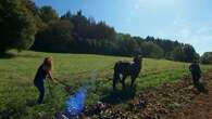 VIDÉO - Agriculture raisonnée : le cheval comtois se remet en selle