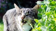 Ces six dangers qui guettent votre chat au printemps