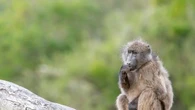 Allemagne : un zoo tue 12 babouins "en parfaite santé"... à cause de la surpopulation