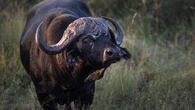 Afrique du Sud : un touriste américain tué par le buffle qu'il était en train de chasser