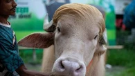 Avec sa crinière blonde, un buffle "sosie" de Donald Trump devient la star des réseaux sociaux au Bangladesh