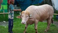 Bangladesh : le buffle "sosie" de Trump échappe à l'abattoir et rejoint un zoo