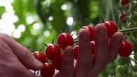 Ces producteurs bretons de tomates qui luttent contre la concurrence marocaine