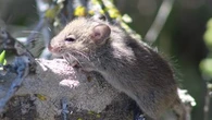 Quel est ce "rat pygmée de rizière à longue queue" suspecté d’être à l’origine des contaminations par l'hantavirus ?