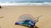 "On va nager dans la piscine, finalement" : attention à ces étranges créatures échouées sur les plages du Sud-Ouest