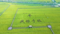 "Ils le vendent deux fois moins cher que nos coûts de production" : le maïs chinois envahit le marché français