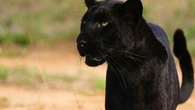 "Et là, le monde s'arrête" : TF1 a pu filmer une "panthère" noire d'Afrique excessivement rare