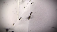 Ils sévissent encore en plein automne : en a-t-on bientôt fini avec les piqûres de moustiques ?