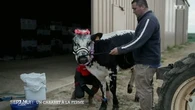 Ils ont sauvé leur ferme en lançant un cabaret : le drôle de pari d'un couple d'agriculteurs du Tarn