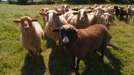 "On ne peut pas mettre de caméras dans les prairies" : les agriculteurs confrontés à une multiplication des vols d'animaux