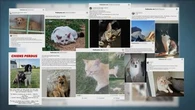 "100 euros pour récupérer votre chat" : ces brouteurs qui tentent d'arnaquer des propriétaires d'animaux perdus