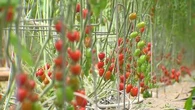 "C'est complètement fou" : polémique autour des tomates bio cultivées sous serres chauffées