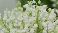 "Il y a une chose importante à savoir..." : Comment planter du muguet chez soi en toute sécurité ?