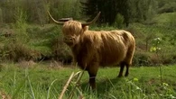 VIDÉO - Vaches rustiques : quand les "poilus-cornus" débroussaillent le paysage