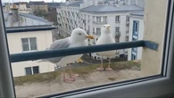 "Ma voiture est bombardée" : de Collioure à Douarnenez, faut-il ou non stériliser les œufs de goéland ?