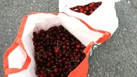 "On a mis des caméras dans les vergers" : les producteurs de cerises excédés par la multiplication des vols