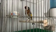 Marseille : l'impitoyable trafic de chardonnerets élégants, ces oiseaux chanteurs menacés de disparition
