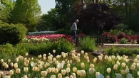 "J'ai été estomaquée" : dans l’Oise, un peintre ouvre aux visiteurs son jardin secret aux 12.000 tulipes