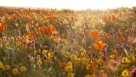 VIDÉO - "Super Bloom" en Californie : le spectacle éblouissant d'une floraison exceptionnelle