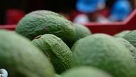 2.300 litres d'eau pour un kilo : l'avocat, l'or vert du Pérou au lourd impact environnemental