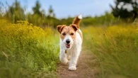 "Mon chien a été volé dans ma voiture, le temps que je la contourne" : comment réagir en cas de vol de votre animal de compagnie ?