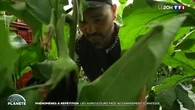 "On ne sait plus comment gérer nos cultures" : les fruits et légumes désorientés par la canicule, les agriculteurs dépassés