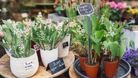 Vendre du muguet est possible… à condition de respecter ces règles