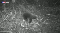 VIDÉO - Un drôle d'animal que l'on croyait disparu réapparaît en Indonésie