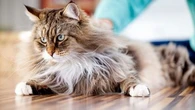 Mon chat adore renifler et s'allonger sur mes chaussures : voici deux raisons qui peuvent expliquer ce comportement étonnant